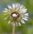 Bellezza matura Bellezza matura