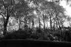 alberi alberi