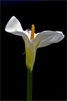 Calla Calla