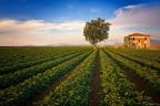 Campo di pomodoro con albero Campo di pomodoro con albero