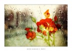 Fuori piove..... Fuori piove.....