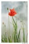 tulipano n.1 tulipano n.1