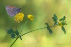 Coenonympha pamphilus