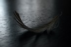 feather feather