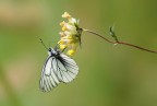 una Aporia crataegi (Pieride del Biancospino)

suggerimenti e critiche sempre ben accettati

obbiettivo Nikkoe 28-300 mm.