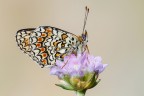 Melithaea phoebe