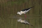 Cavaliere d'Italia (Himantopus himantopus)