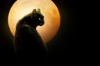 Il gatto e la luna Il gatto e la luna