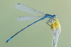 Damigella azzurrina comune Damigella azzurrina comune