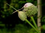 *** Un bacio nel bosco *** *** Un bacio nel bosco ***