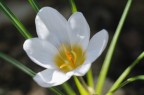 Crocus vernus Crocus vernus