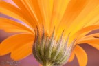 Macro-Test Macro-Test