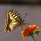 butterfly effect butterfly effect