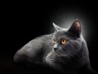 Il certosino Il certosino