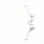 Bianco su bianco Bianco su bianco