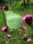 la farfalla Cedronella.