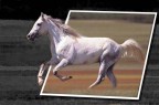 Crazy Horse... Crazy Horse...
