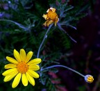 *** Il bimbo, il giovinotto ed il vecchietto *** *** Il bimbo, il giovinotto ed il vecchietto ***