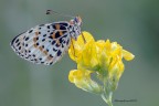 Melitaea didyma aberrante Melitaea didyma aberrante