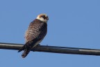 Falco cuculo