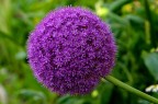 Allium Allium