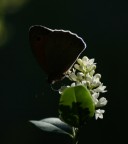 Silhouette Silhouette