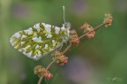 Anthocharis cardamines