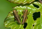 Cavallette con lesioni speculari