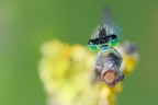 A bordo del suo potente motorazzo, questo maschietto di Ischnura elegans compie ardite evoluzioni, lasciando dietro di s una grossa scia di fumo giallastro...

Critiche e commenti sono graditi
[url=http://postimg.org/image/93o2eu6cb/full/]H.R.[/url]