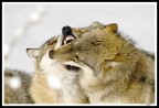 Wolf kiss Wolf kiss