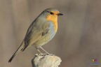 Robin.... Robin....