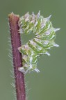 Apochima flabellaria Apochima flabellaria