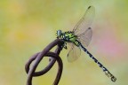 La determinazione  ancora incerta, ma mi dicono maschio (e qui non ci sono dubbi) di Onychogomphus forcipatus unguiculatus (Vanderlinden, 1820).
Se qualcuno vuol dire la sua... esemplare ritrovato a fine maggio sulle prime colline imolesi (Romagna), e mai visto prima, neppure in volo!!

Critiche e commenti sono graditi
[url=http://postimg.org/image/i0v8ss6p7/full/]H.R.[/url]