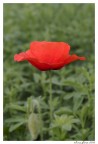 papavero n.3 papavero n.3