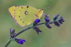 &quot;Colias Crocea&quot;