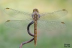 Odonata Odonata