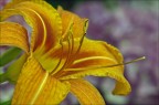 Lilium (1) Lilium (1)