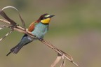 Gruccione (Merops apiaster) Gruccione (Merops apiaster)