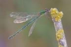 Questa femmina di Chalcolestes viridis ha degli splendidi riflessi metallici, che la rendono, a mio parere, una delle pi affascinanti damigelle italiane.

Critiche e commenti sono graditi
[url=http://postimg.org/image/7k2yh3tez/full/]H.R.[/url]