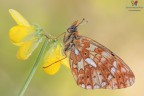 Boloria euphrosyne....