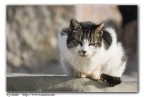 gatto gatto