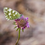 La farfalla: un biglietto amoroso piegato in due che cerca lindirizzo di un fiore. (Jules Renard)