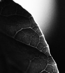 ...trasparenze... ...trasparenze...