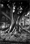 Ficus Ficus
