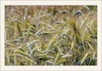 La danza del grano