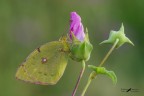 Colias crocea Colias crocea
