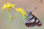 Limenitis reducta (Staudinger, 1901)

Dopo fugaci avvistamenti e anni di ricerca :)