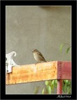 Passerotto sul mio balcone (provando lo zoom digitale) Passerotto sul mio balcone (provando lo zoom digitale)