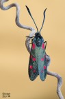 Zygaena Zygaena