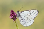 Aporia crataegi